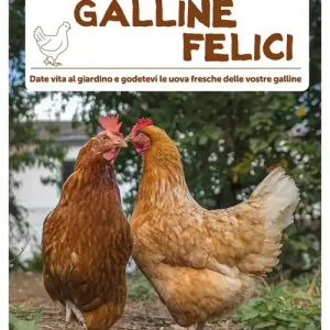 Solo Oggi Come allevare galline felici