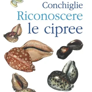 Popolare Conchiglie. Riconoscere le cipree