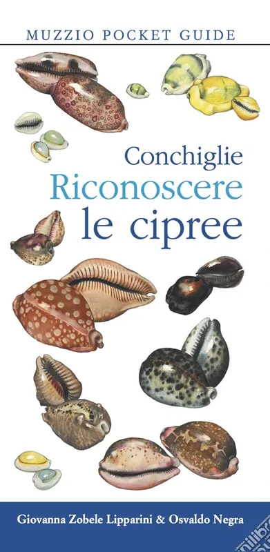 Popolare Conchiglie. Riconoscere le cipree