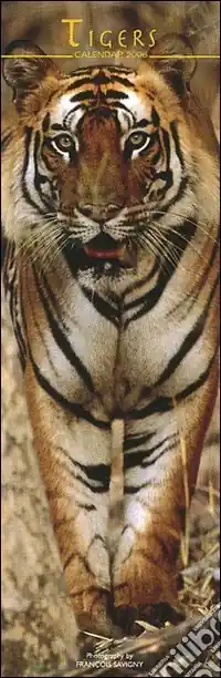 Tigers. Calendario 2005 lungo Spedito Oggi