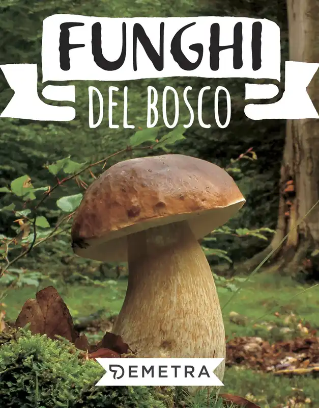 Offerta Del Giorno Funghi del bosco