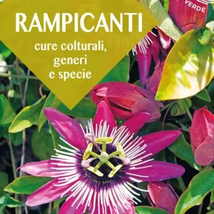 Rampicanti Cure colturali, generi e specie Ultimissimo Modello