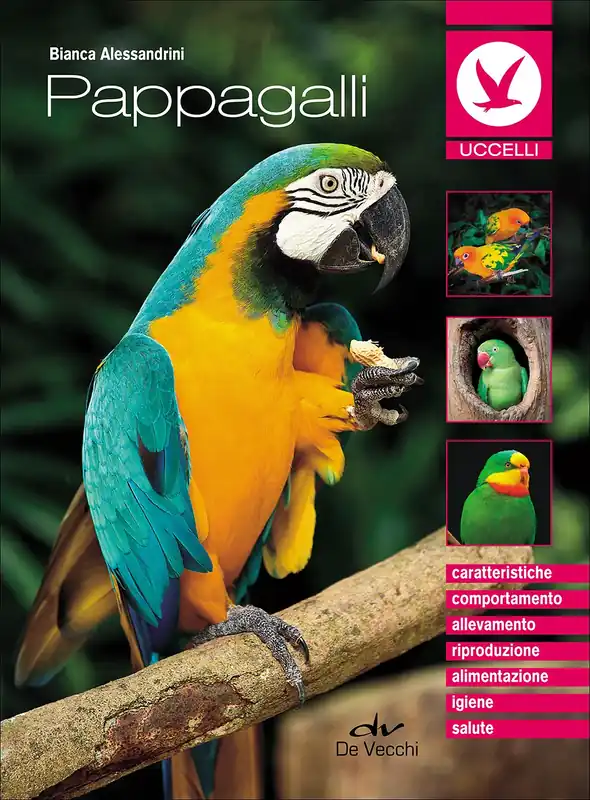Pappagalli Subito Disponibile